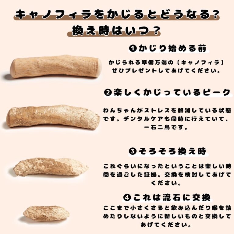 キャノフィラ　ドッグデンタルチュー