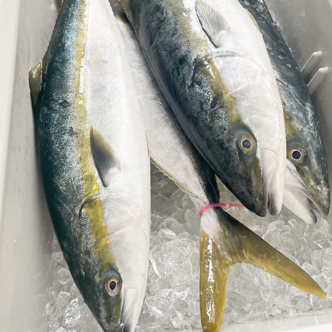 【期間限定】ブリジャーキー40g