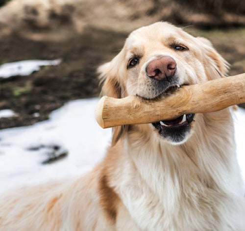 キャノフィラ　ドッグデンタルチュー
